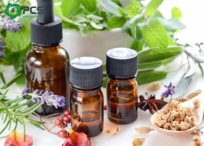 dầu gió có đuổi được gián không